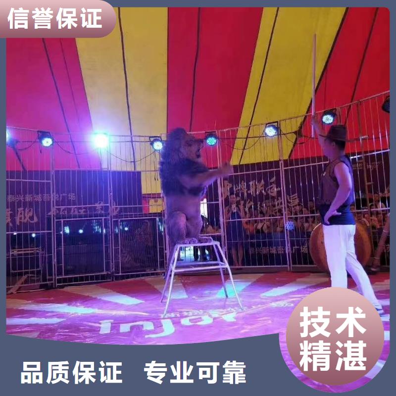 马戏团/羊驼【出租海狮表演】案例丰富