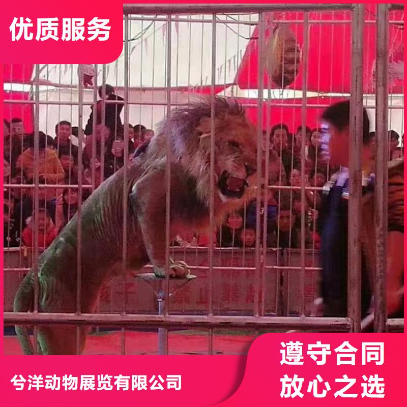 【马戏团/羊驼出租羊驼公司】