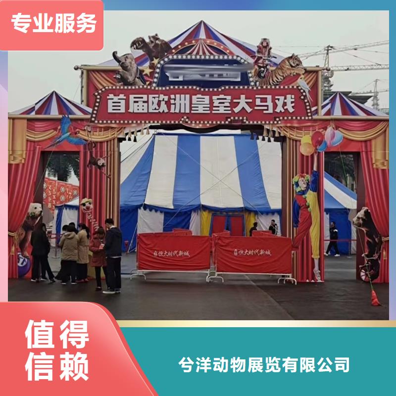 马戏团/羊驼羊驼表演技术成熟