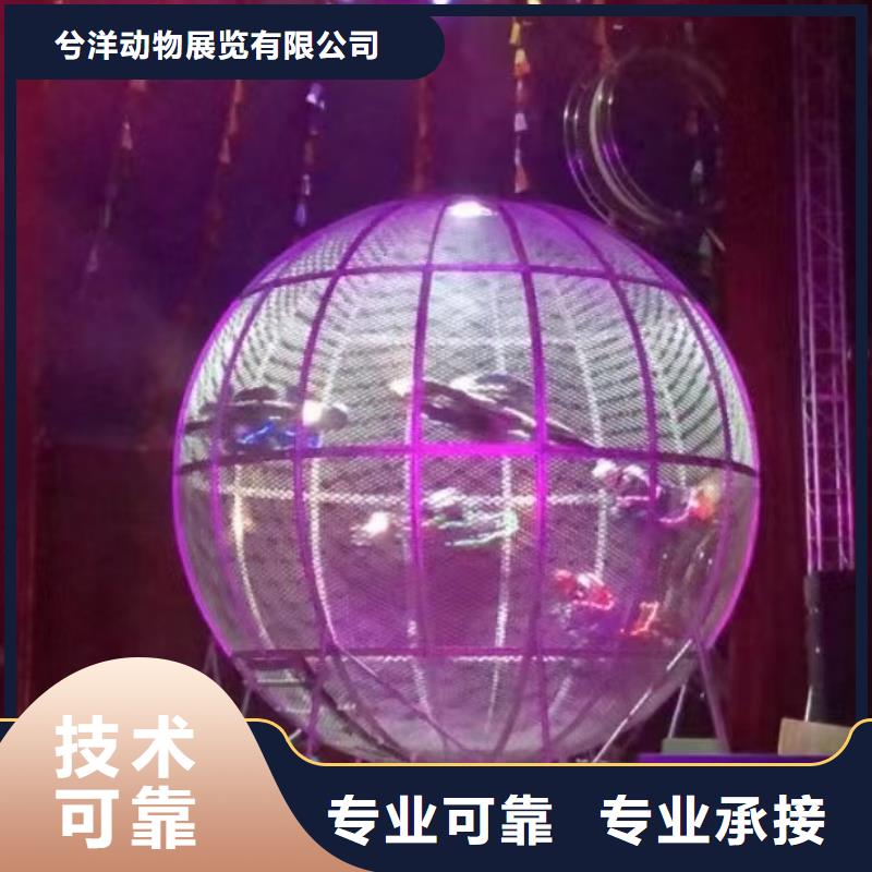 马戏团/羊驼动物表演出租团队