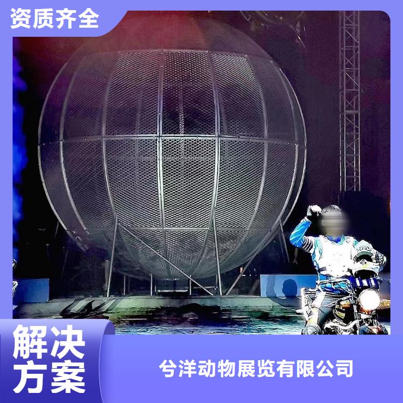 马戏团/羊驼动物表演出租团队