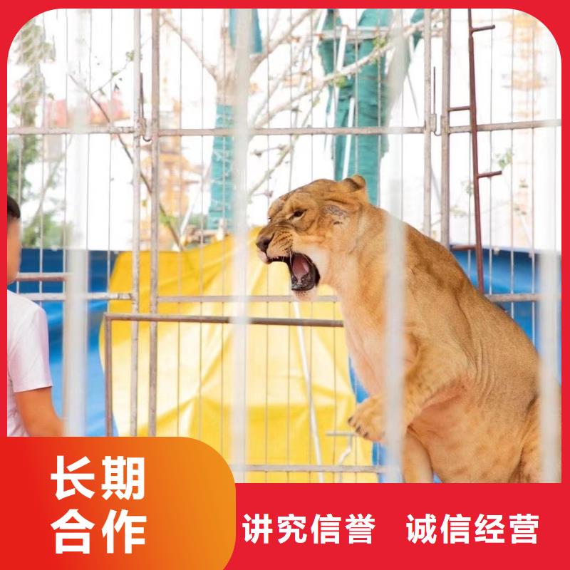 马戏团/羊驼羊驼出租经验丰富