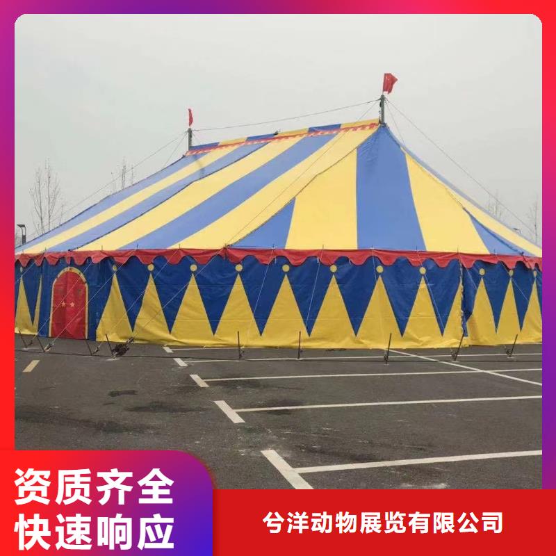 马戏团/羊驼羊驼表演技术成熟