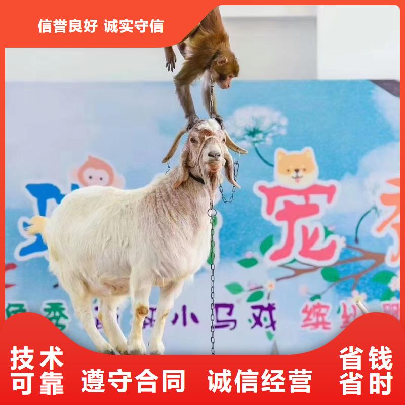 马戏团/羊驼,海狮表演出租随叫随到