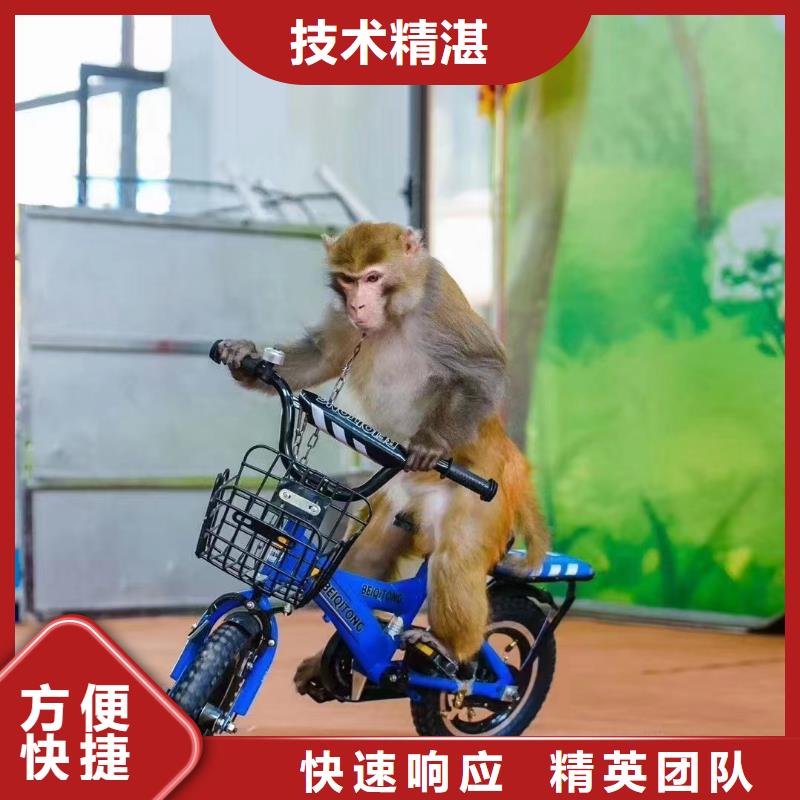 马戏团/羊驼美人鱼表演知名公司