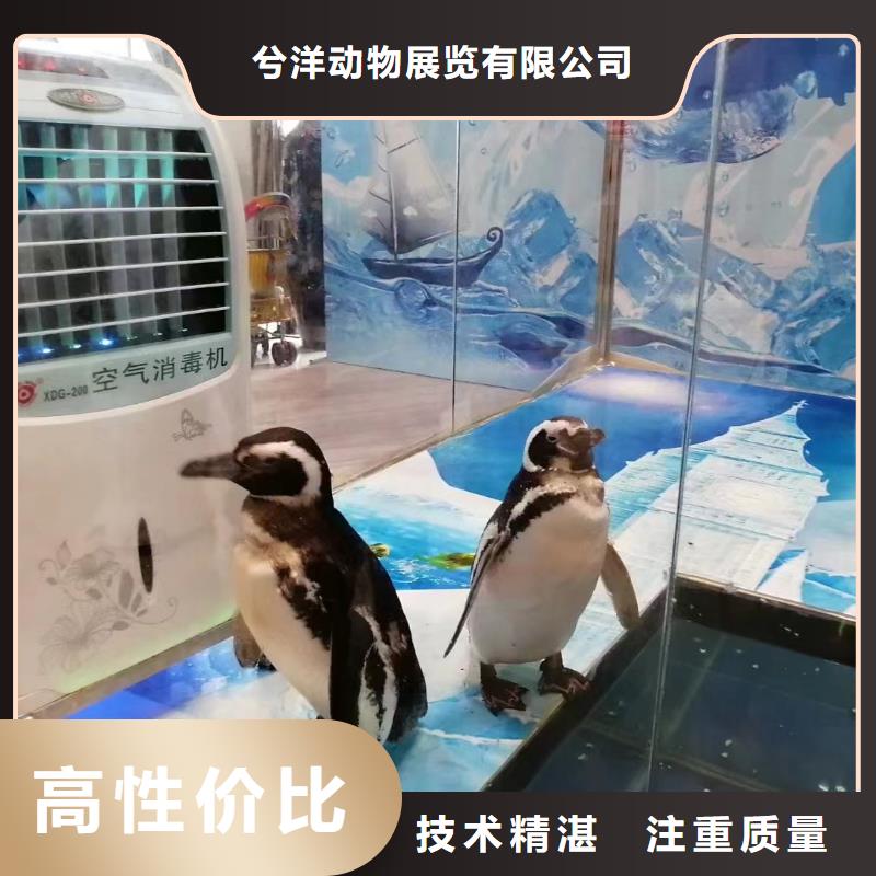 海洋主题动物表演-海狮表演出租快速