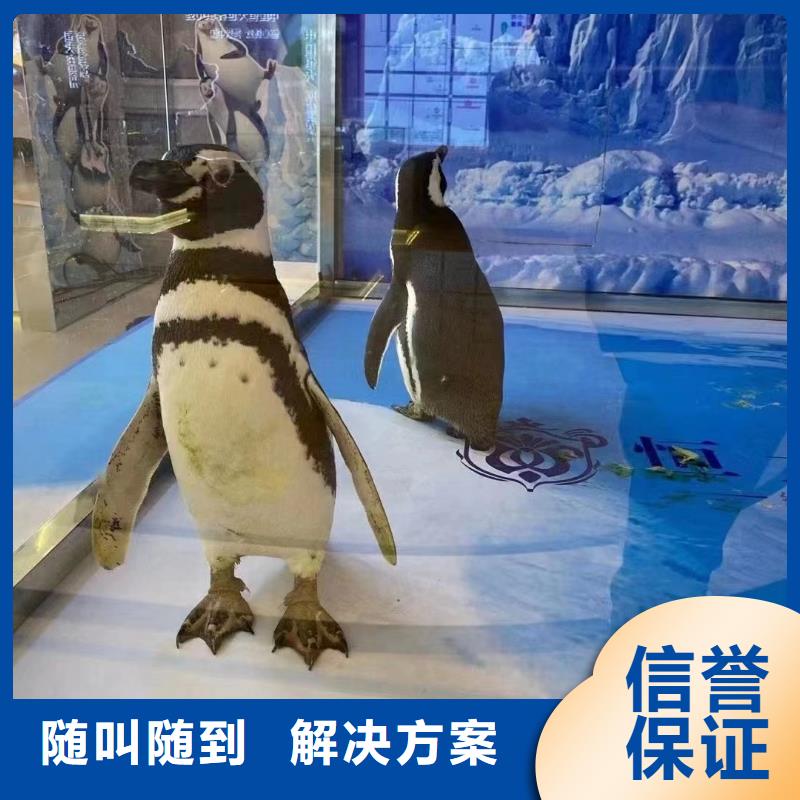海洋主题动物表演鹦鹉表演公司