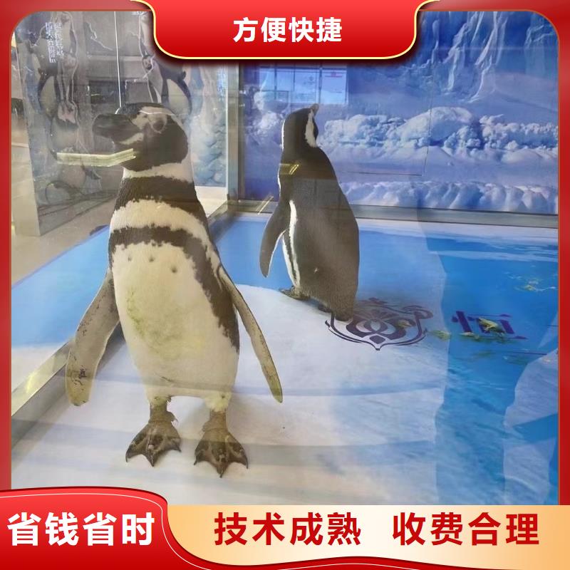 海洋主题动物表演海狮表演出租注重质量