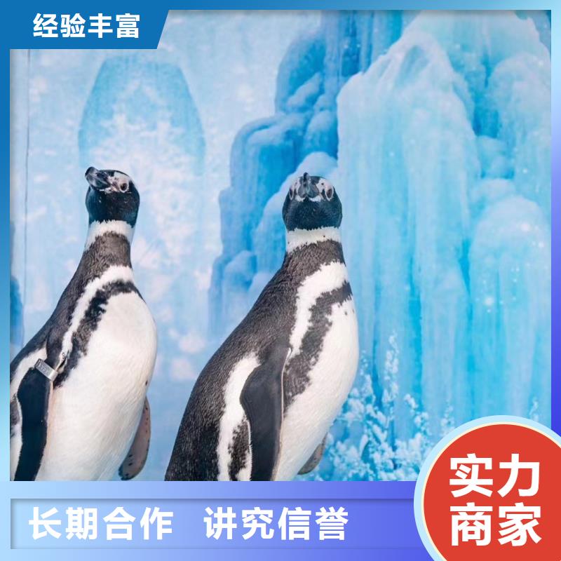 海洋主题动物表演【羊驼出租】高效