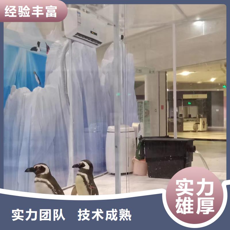 海洋主题动物表演_马戏团表演好评度高
