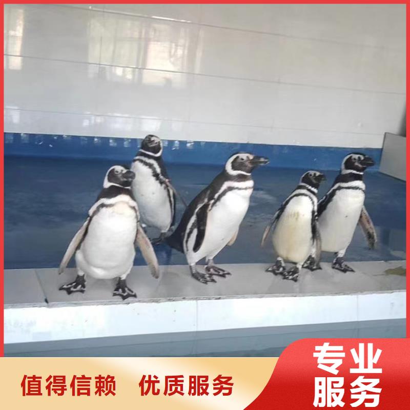 海洋主题动物表演海狮表演出租注重质量