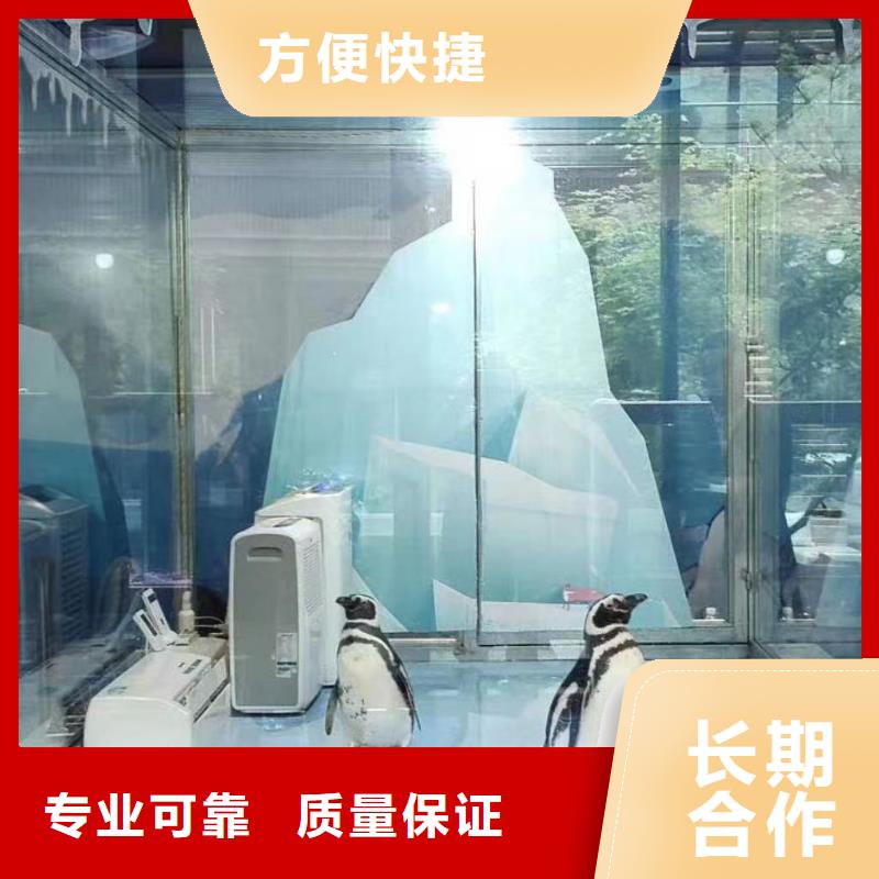 海洋主题动物表演海狮表演出租长期合作