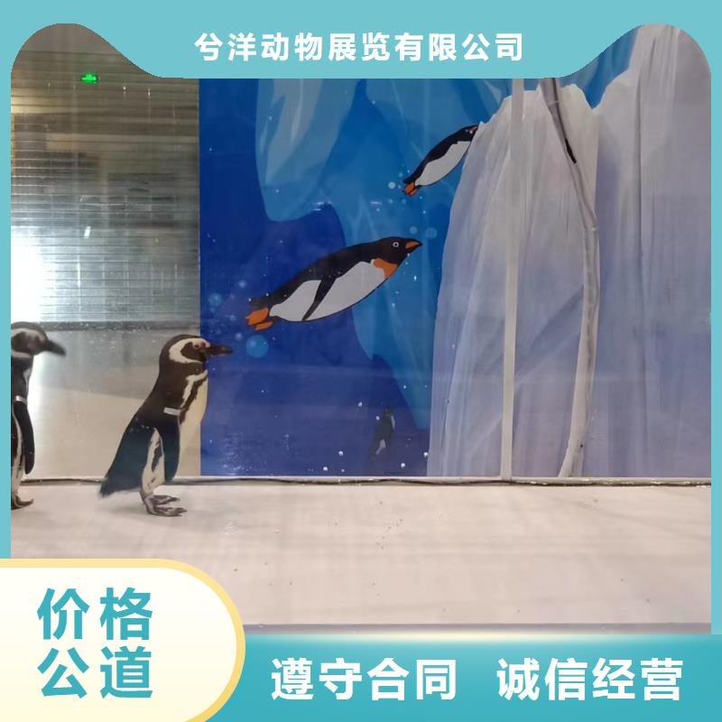 海洋主题动物表演-【马戏团表演出租租赁】2025公司推荐
