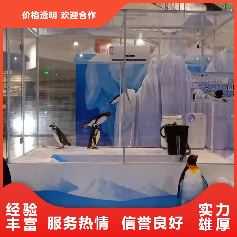 海洋主题动物表演出租动物表演质优价廉
