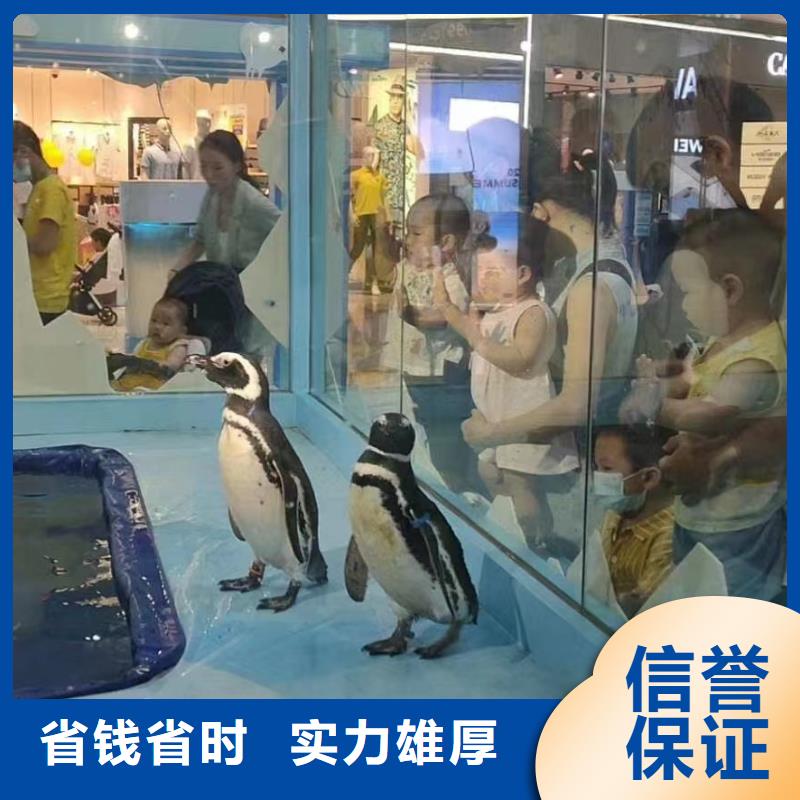 海洋主题动物表演 动物表演随叫随到