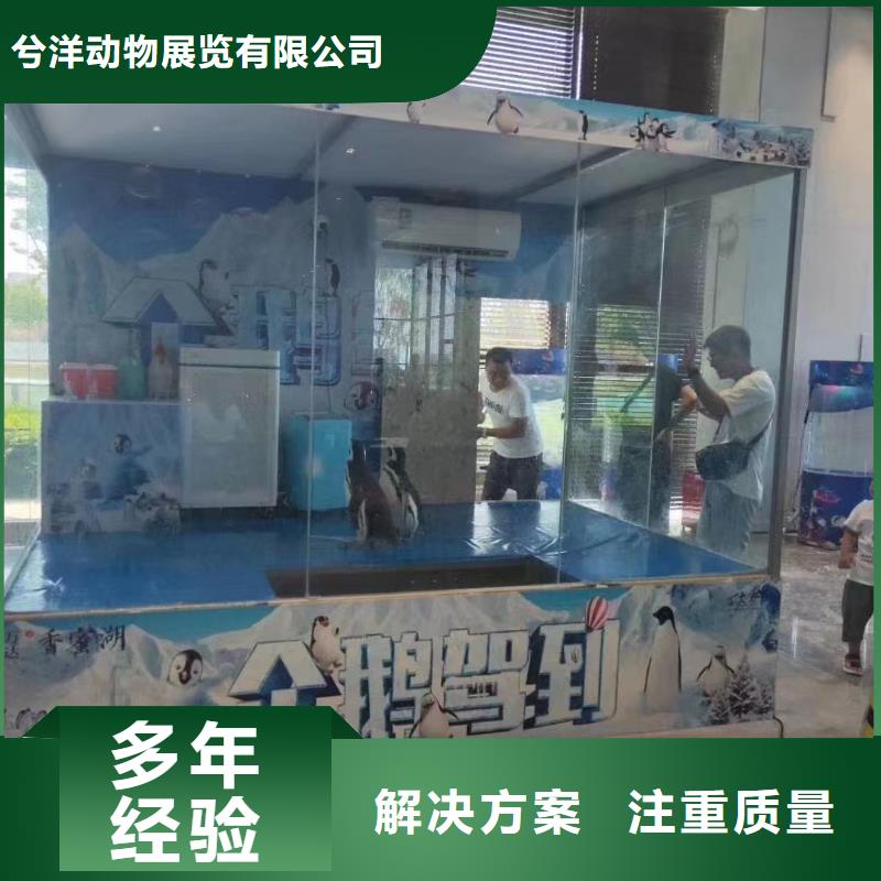 海洋主题动物表演_马戏团表演好评度高