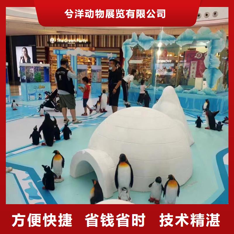 海洋主题动物表演海豚表演售后保障