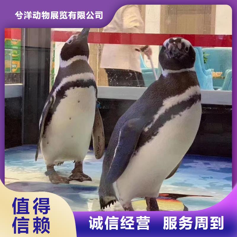 【海洋主题动物表演_【海狮表演出租】解决方案】