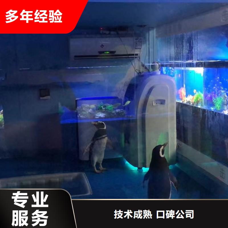海洋主题动物表演 吉祥百鸟展先进的技术