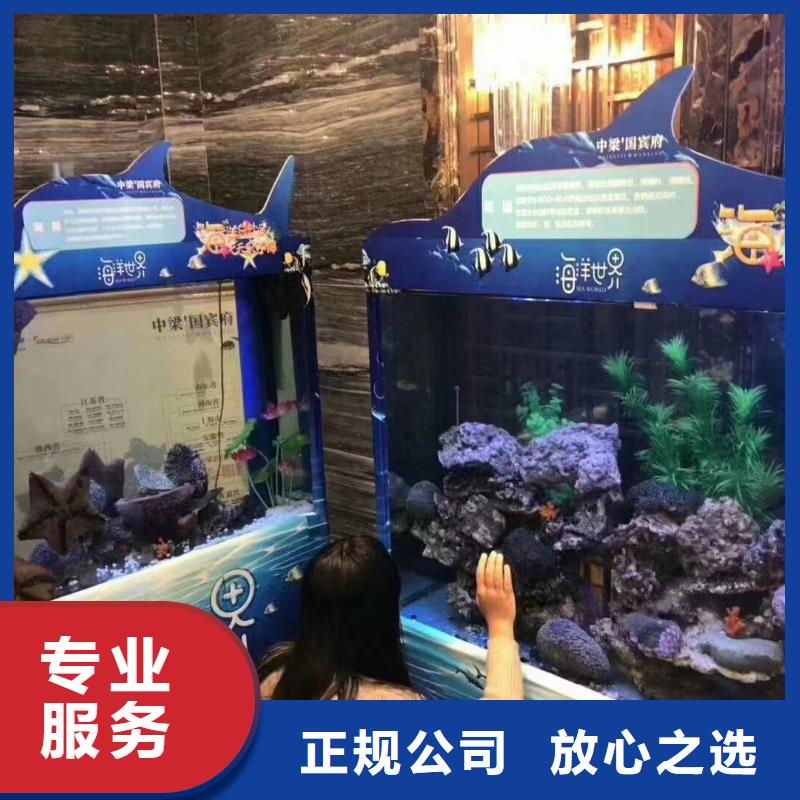 海洋主题动物表演-海狮表演出租快速