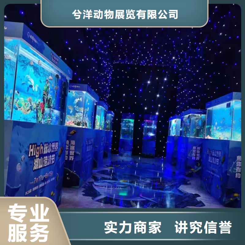 海洋主题动物表演_美人鱼表演出租承接