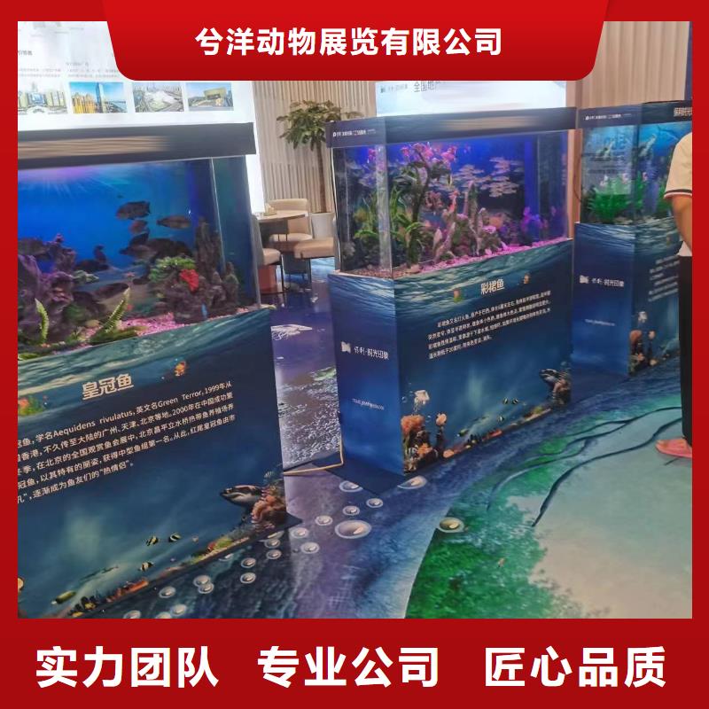 海洋主题动物表演_美人鱼表演出租承接