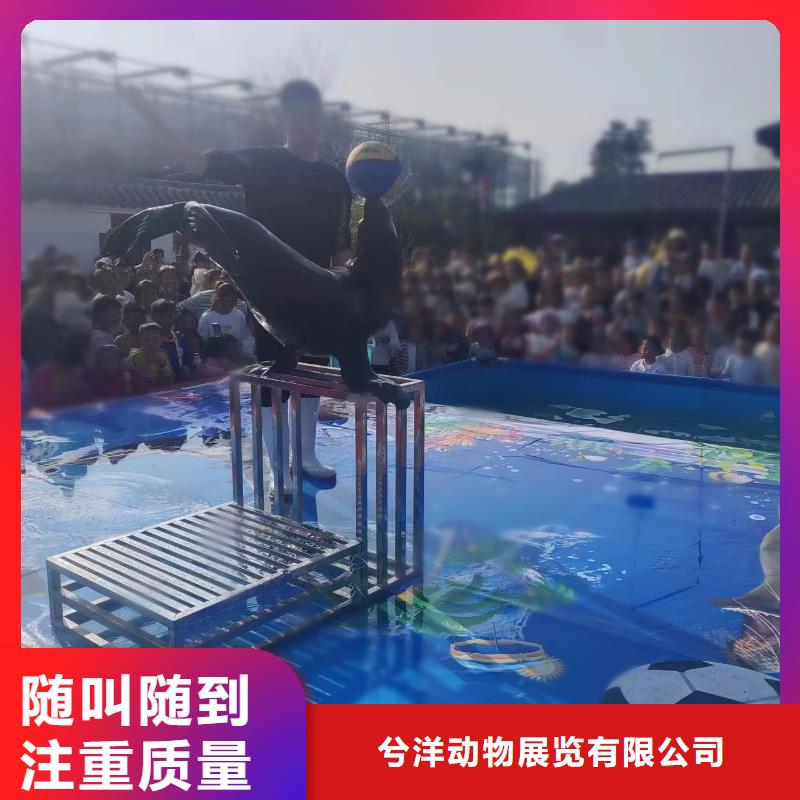 【海洋主题动物表演,【出租企鹅表演】价格低于同行】