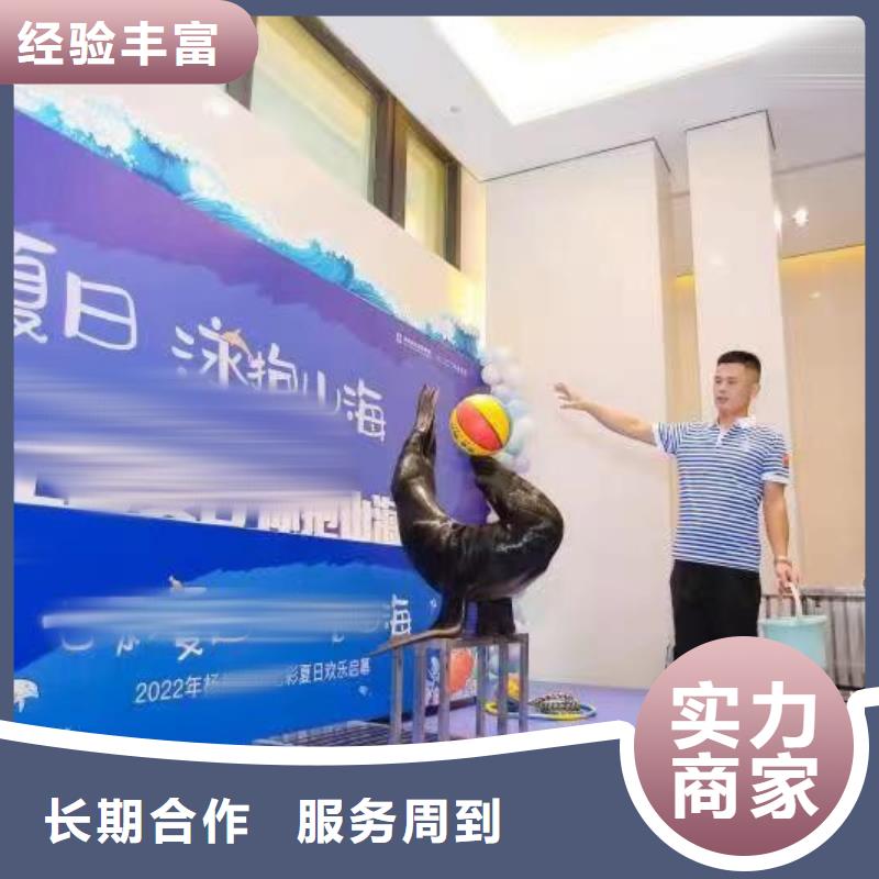 海洋主题动物表演【羊驼出租】免费咨询