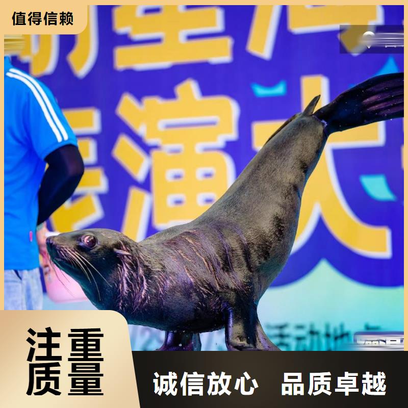 海洋主题动物表演_马戏团表演拒绝虚高价