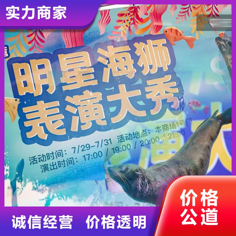 海洋主题动物表演【羊驼出租】高效