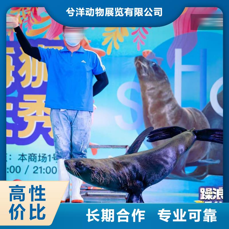 海洋主题动物表演海豚表演售后保障