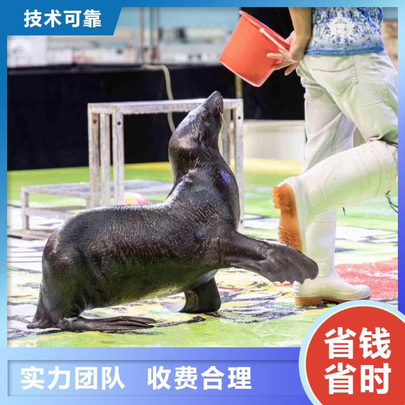 海洋主题动物表演-海狮表演出租快速