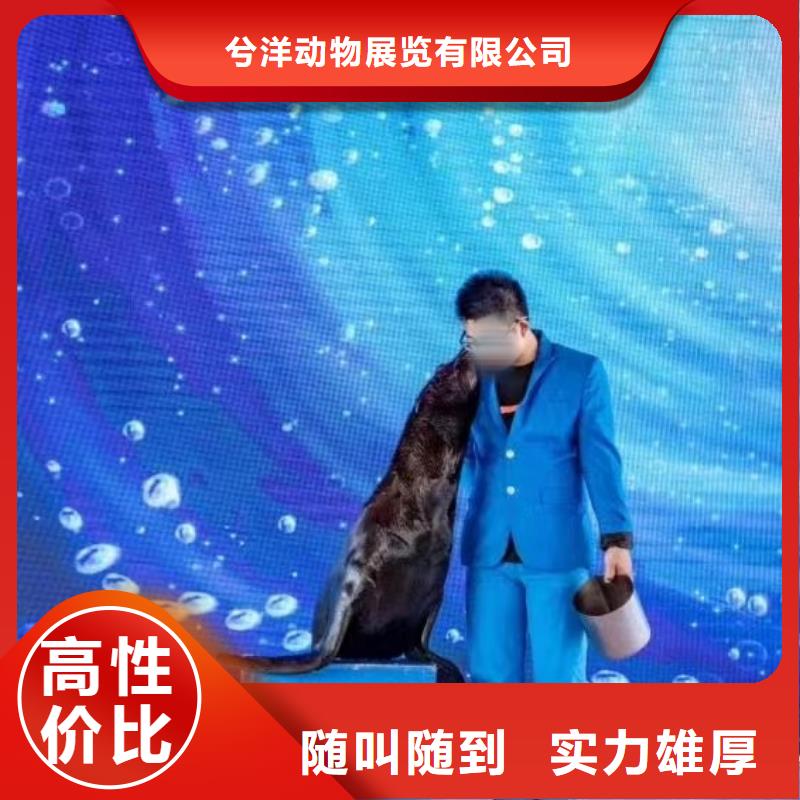 【海洋主题动物表演动物表演租赁解决方案】