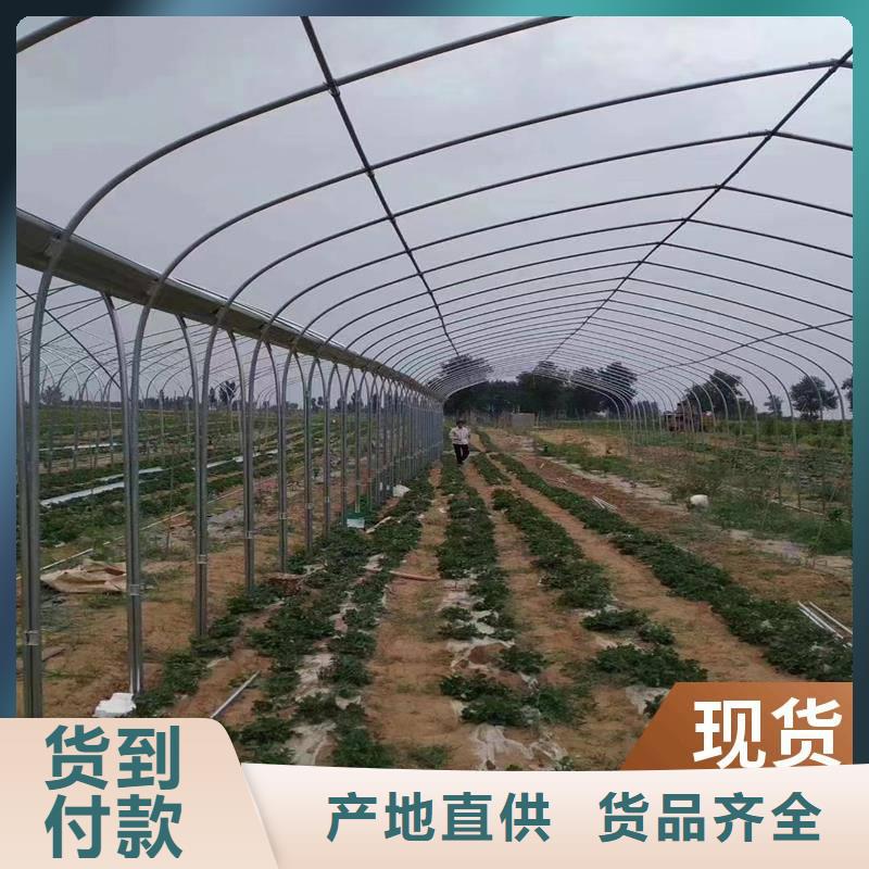 杨梅大棚管品质保障