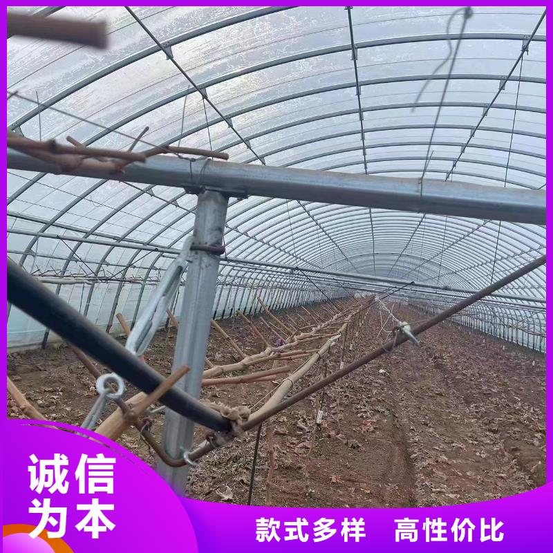 【温室大棚暖棚贴心服务】