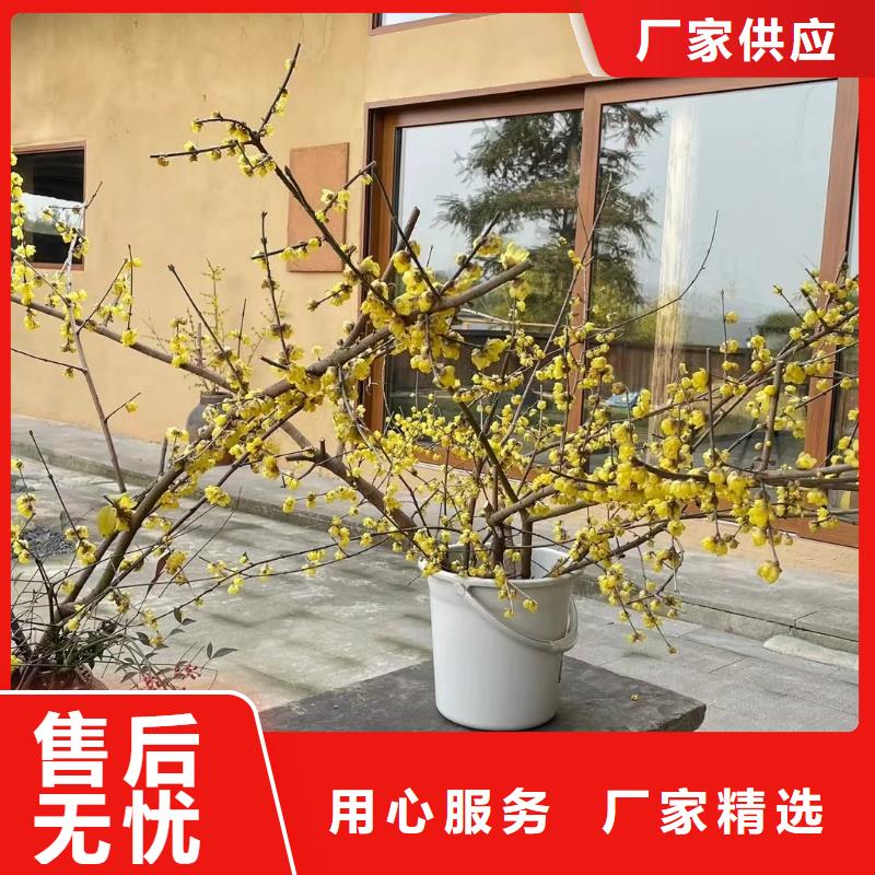 稻草漆一公斤多少钱