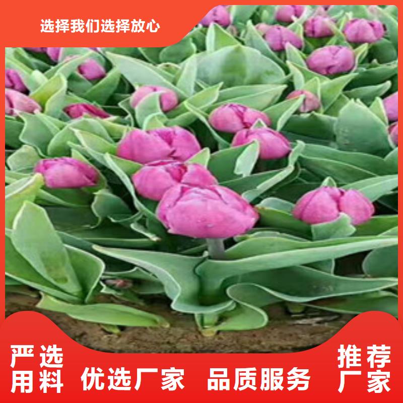 时令草花_时令花卉/绿化草花价格专注产品质量与服务