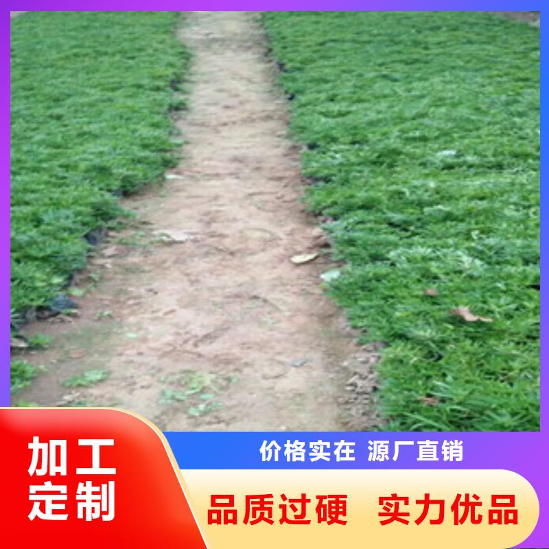 时令草花鲁冰花/粉黛乱子草好品质选我们
