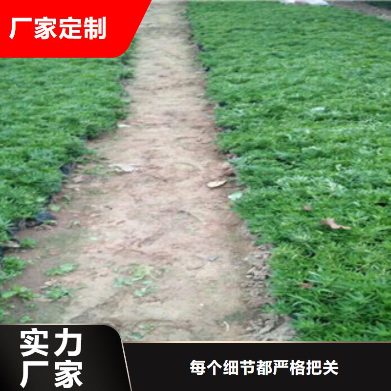 时令草花花海景观工程多种规格库存充足