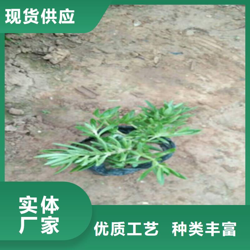 时令草花水生植物/荷花睡莲实力商家供货稳定