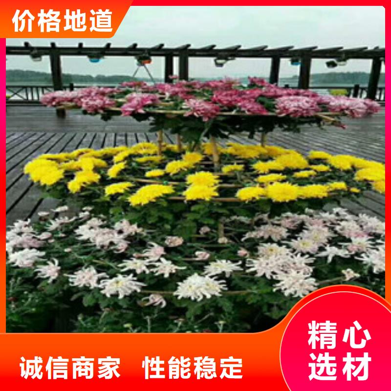 时令草花花海景观工程多种规格库存充足