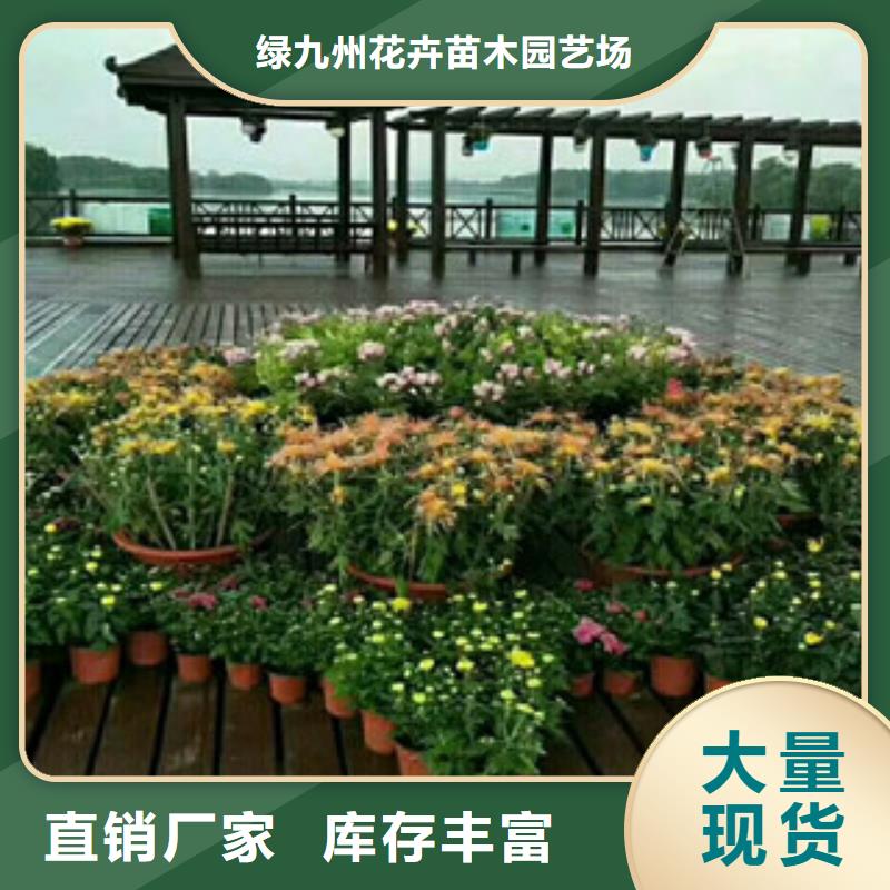 时令草花水生植物/荷花睡莲实力商家供货稳定