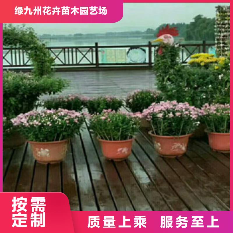 时令草花,柳叶马鞭草/薰衣草实力优品