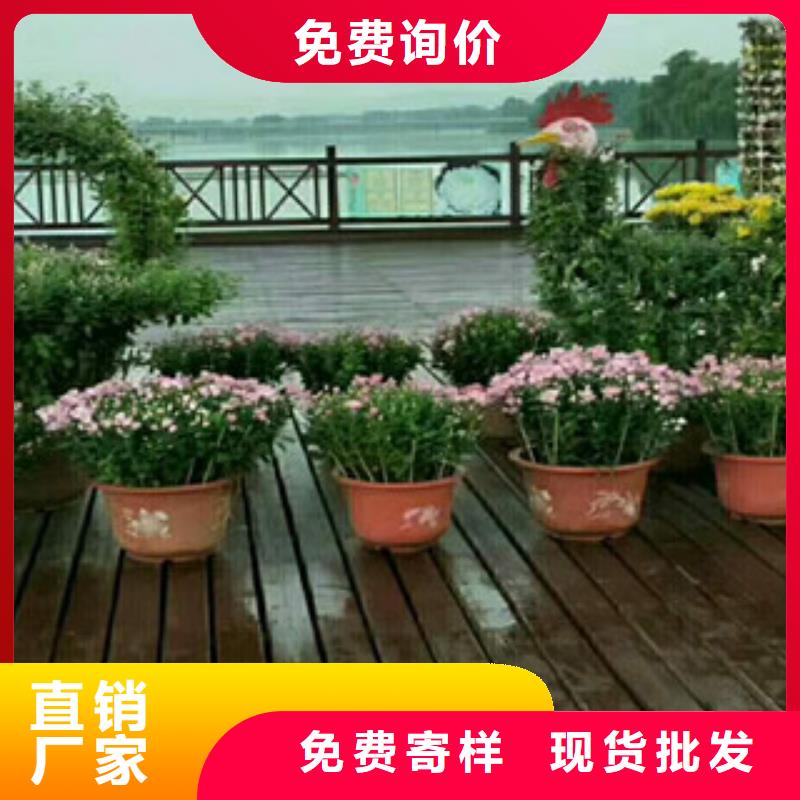 时令草花柳叶马鞭草/薰衣草好品质经得住考验