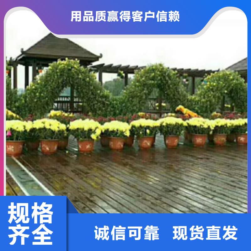 时令草花柳叶马鞭草/薰衣草好品质经得住考验