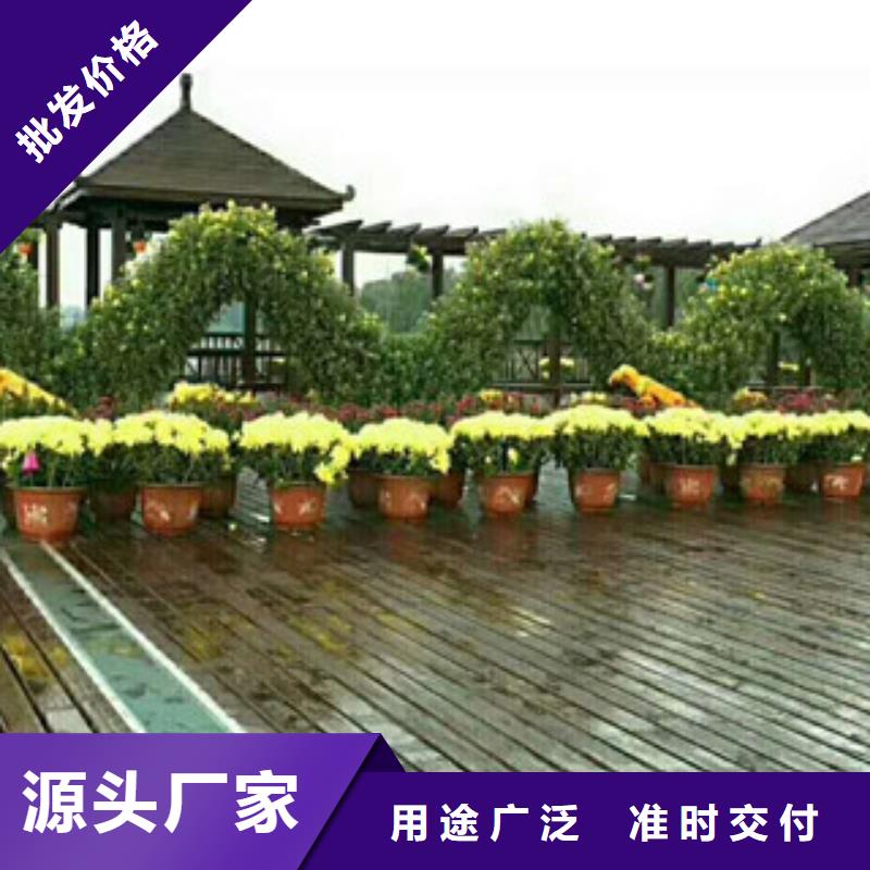 时令草花柳叶马鞭草/薰衣草好货采购