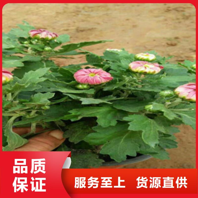 时令草花,宿根花卉基地品质优选