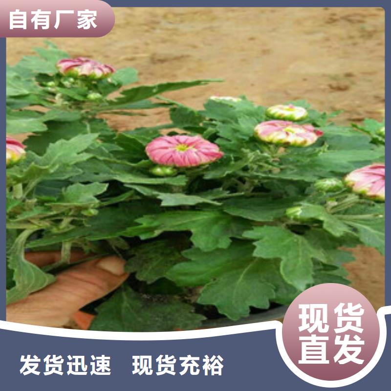 时令草花水生植物/荷花睡莲实力商家供货稳定