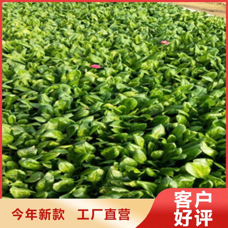 时令草花耐寒耐旱草花基地让客户买的放心