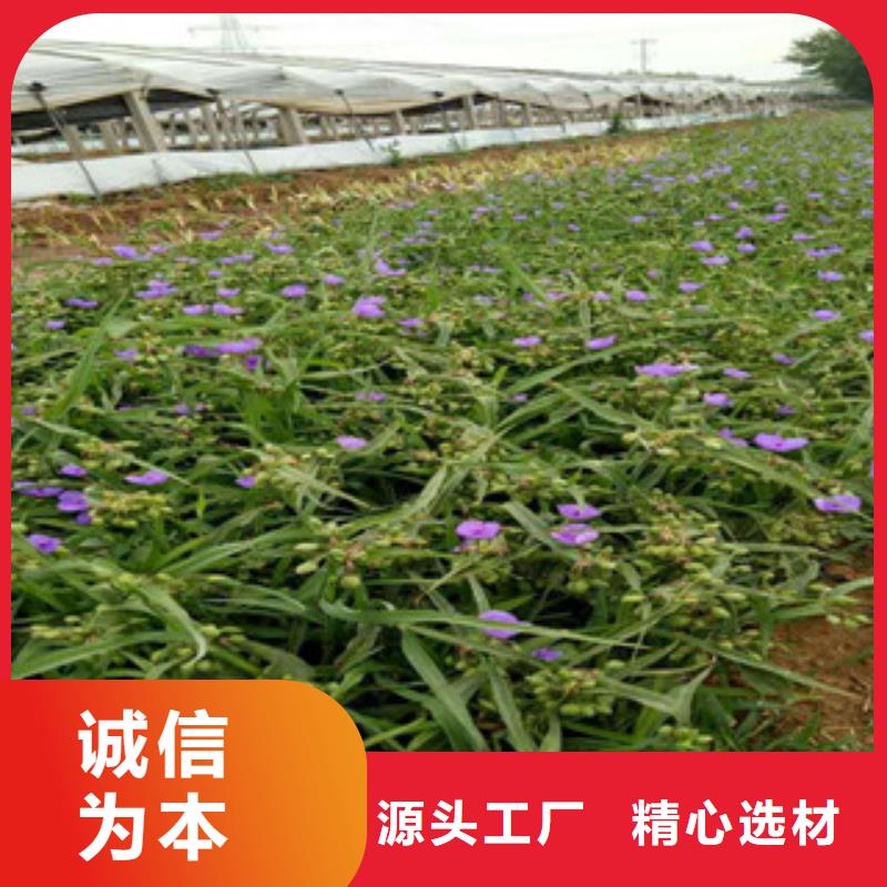 时令草花,柳叶马鞭草/薰衣草实力优品